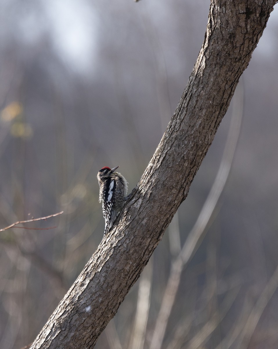 Yellow-bellied Sapsucker - ML646753142