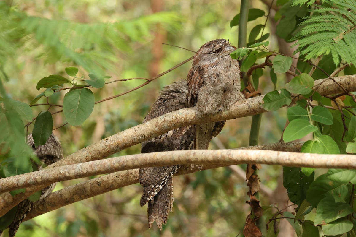 Tawny Frogmouth - ML646753143
