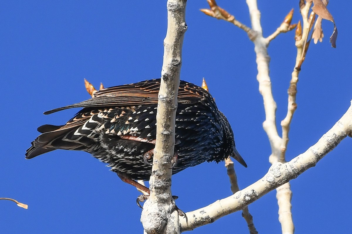 Arabazozo pikarta - ML646753144