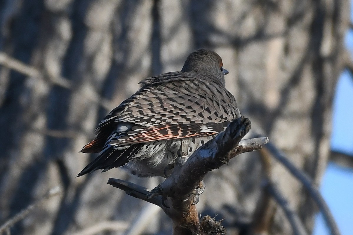 Northern Flicker (Red-shafted) - ML646753146