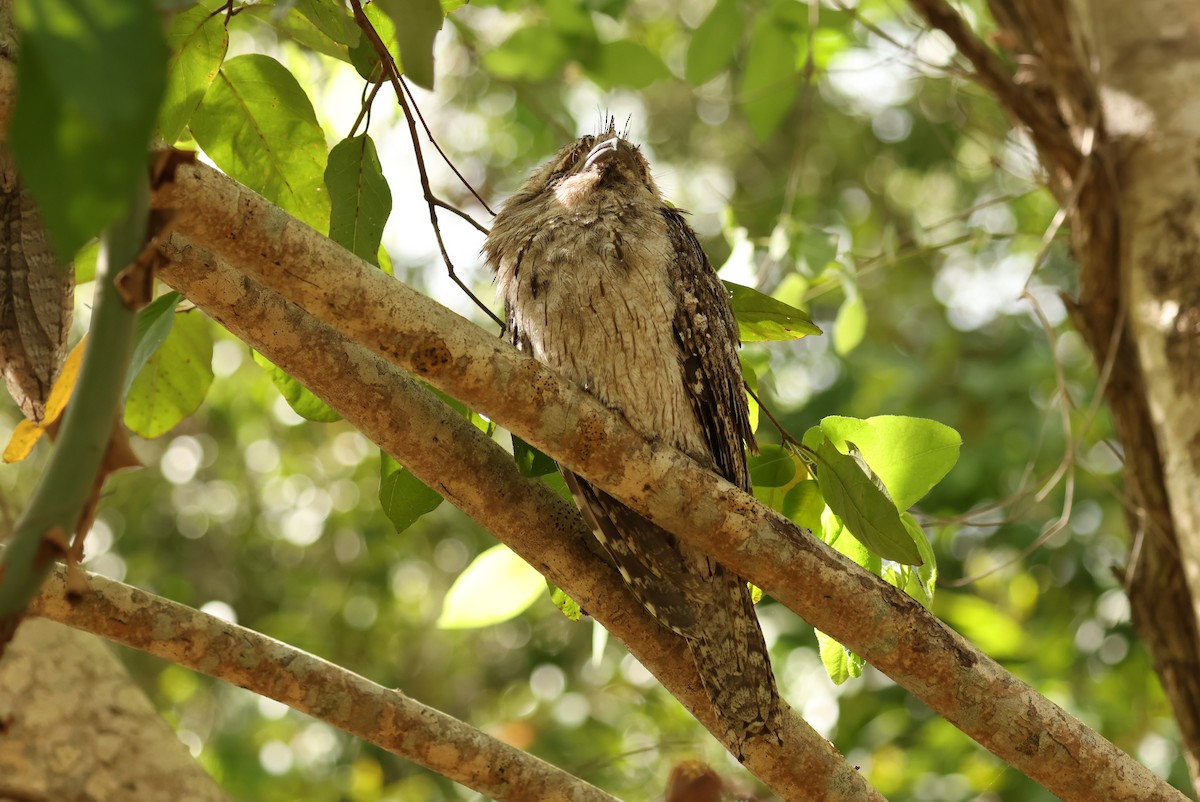 Tawny Frogmouth - ML646753147