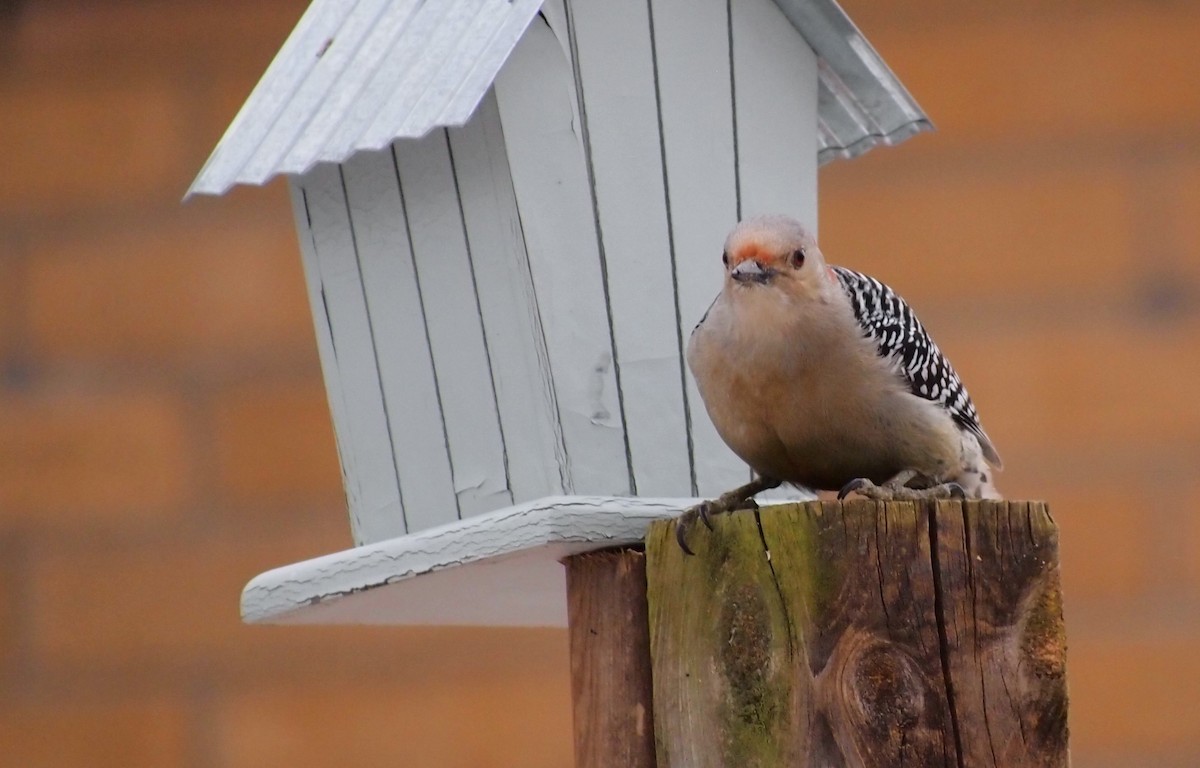 Red-bellied Woodpecker - ML646753148