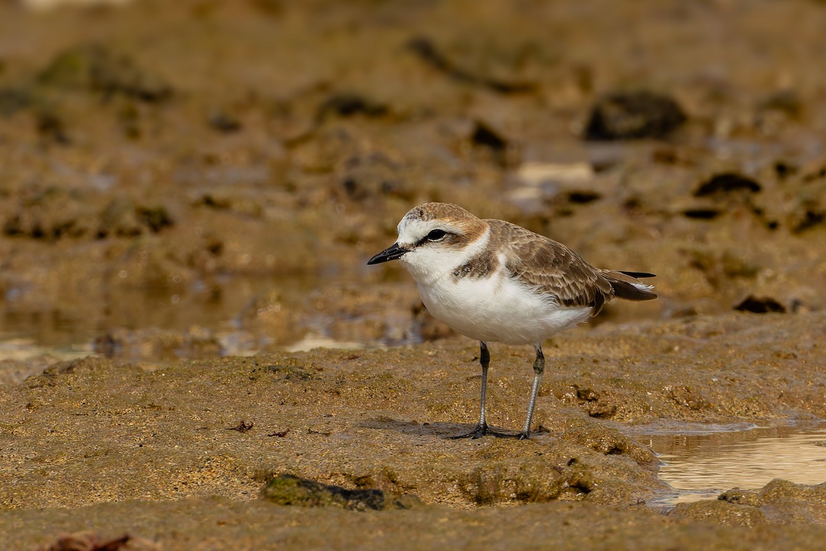Kentish Plover - ML646753149