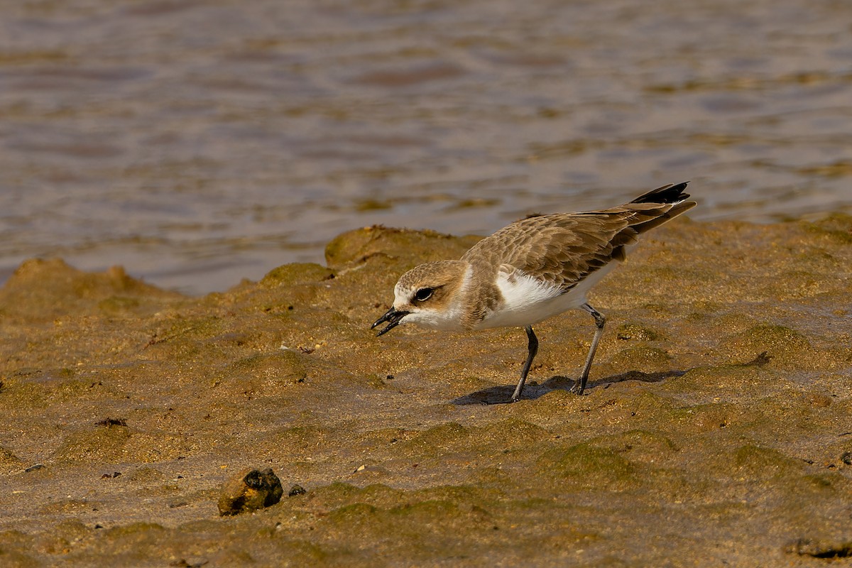 Kentish Plover - ML646753151