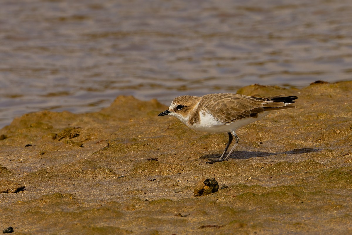 Kentish Plover - ML646753152