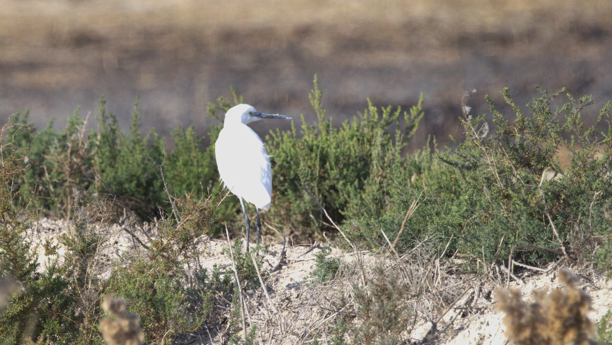 Little Egret - ML646753154
