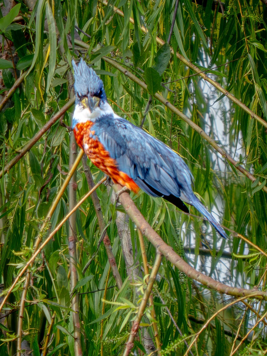 Ringed Kingfisher - ML646753155