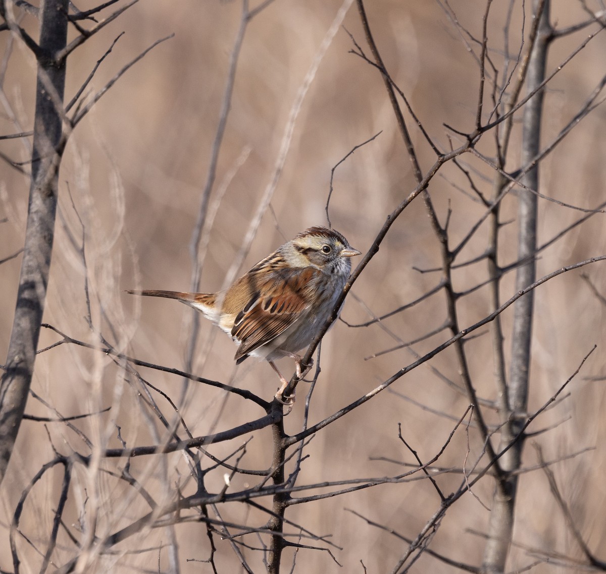 Swamp Sparrow - ML646753156