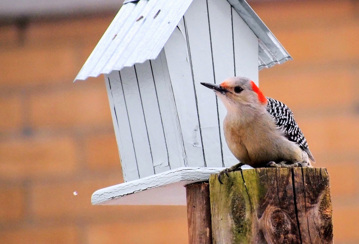 Red-bellied Woodpecker - ML646753157