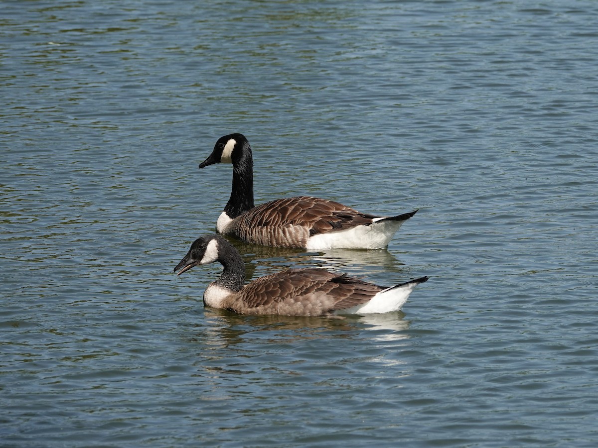 Канад галуу - ML646753160