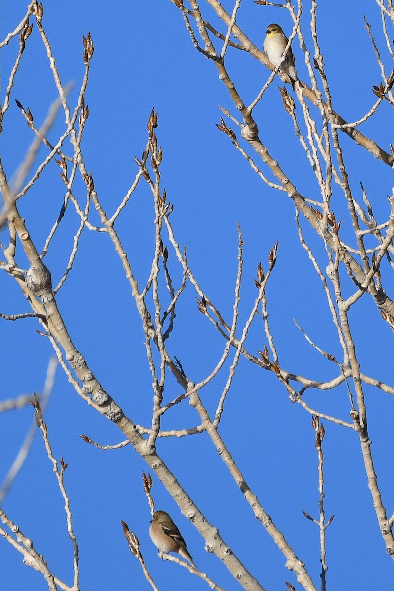 American Goldfinch - ML646753162
