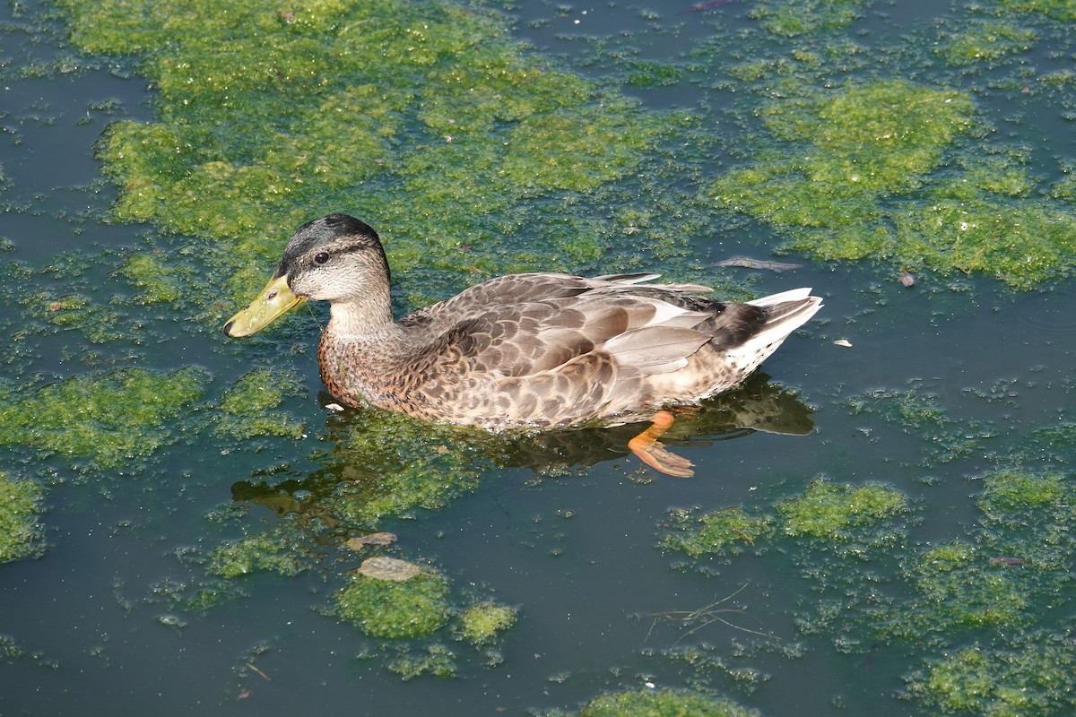 Зэрлэг нугас - ML646753163