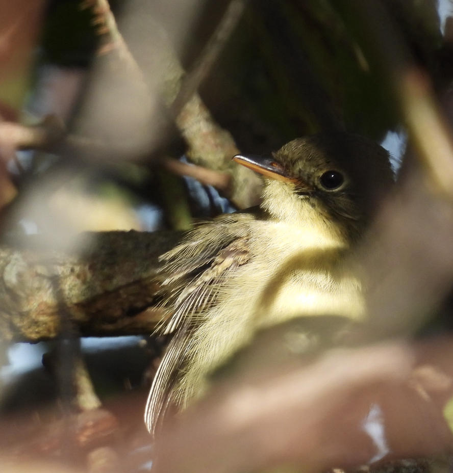 Western Flycatcher - ML646753164