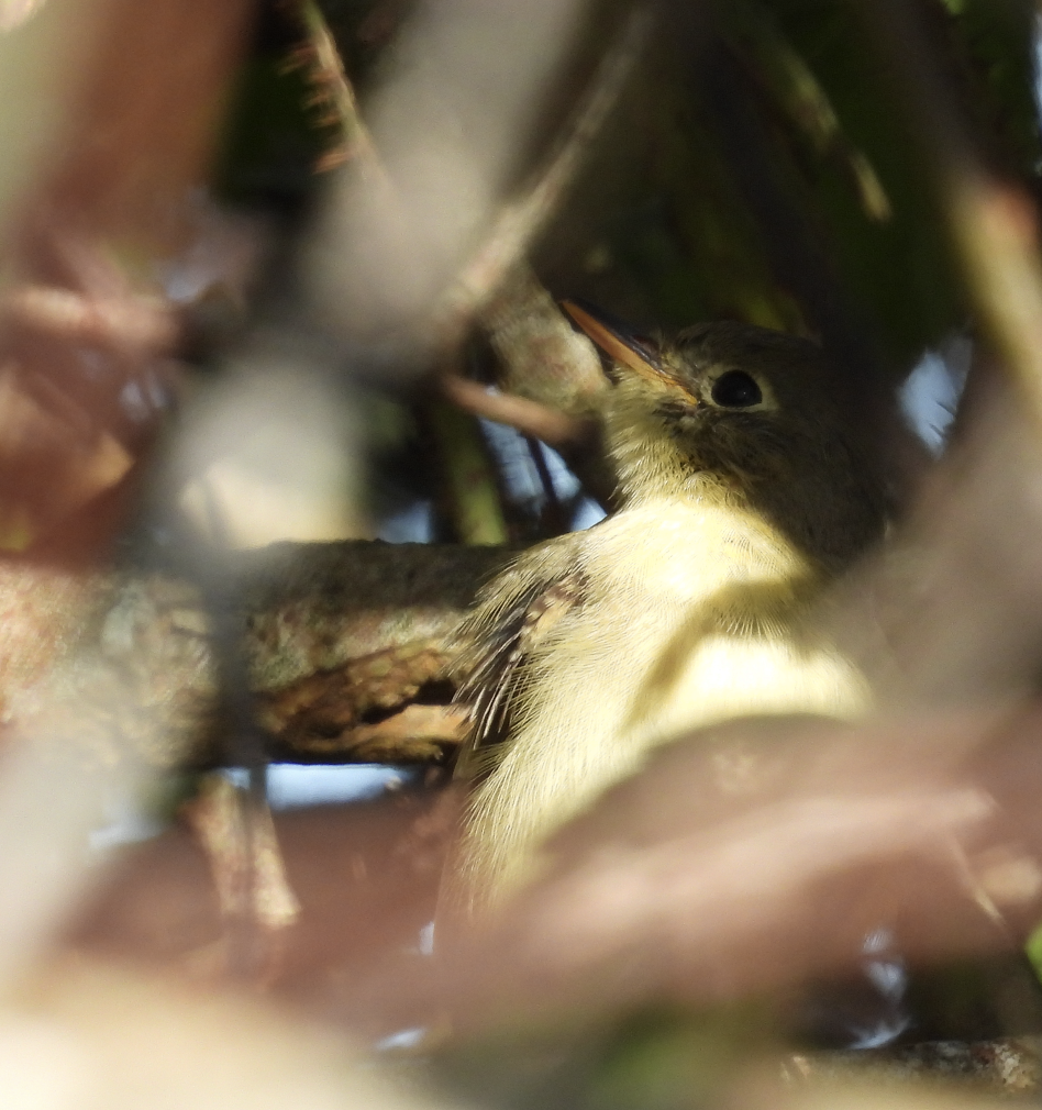 Western Flycatcher - ML646753165