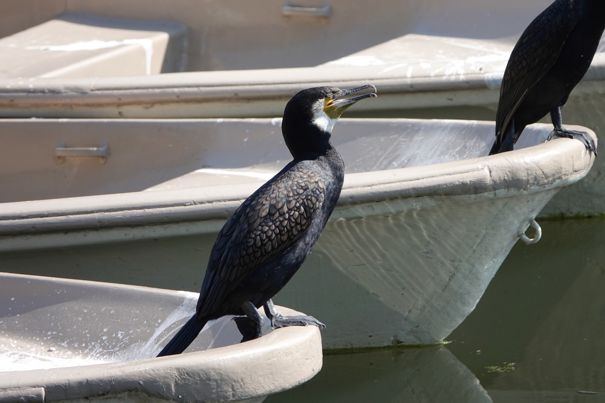 Great Cormorant (Eurasian) - ML646753168