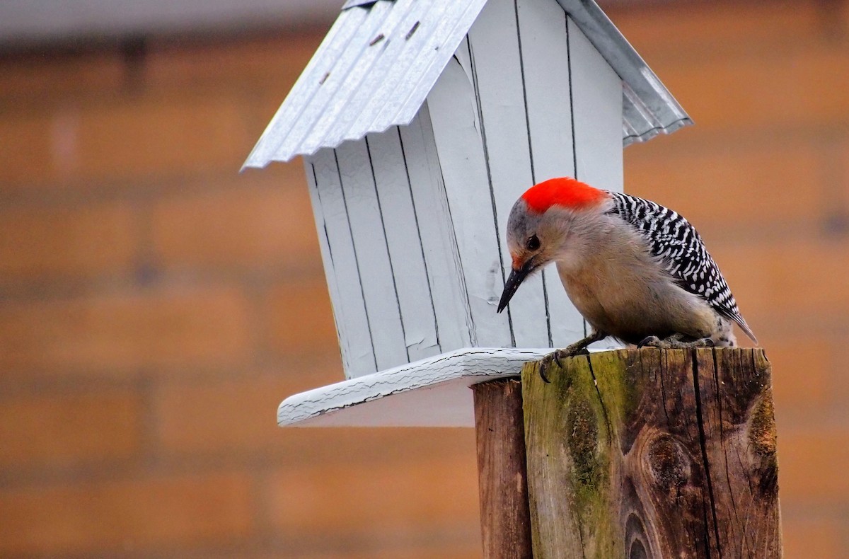 Red-bellied Woodpecker - ML646753169