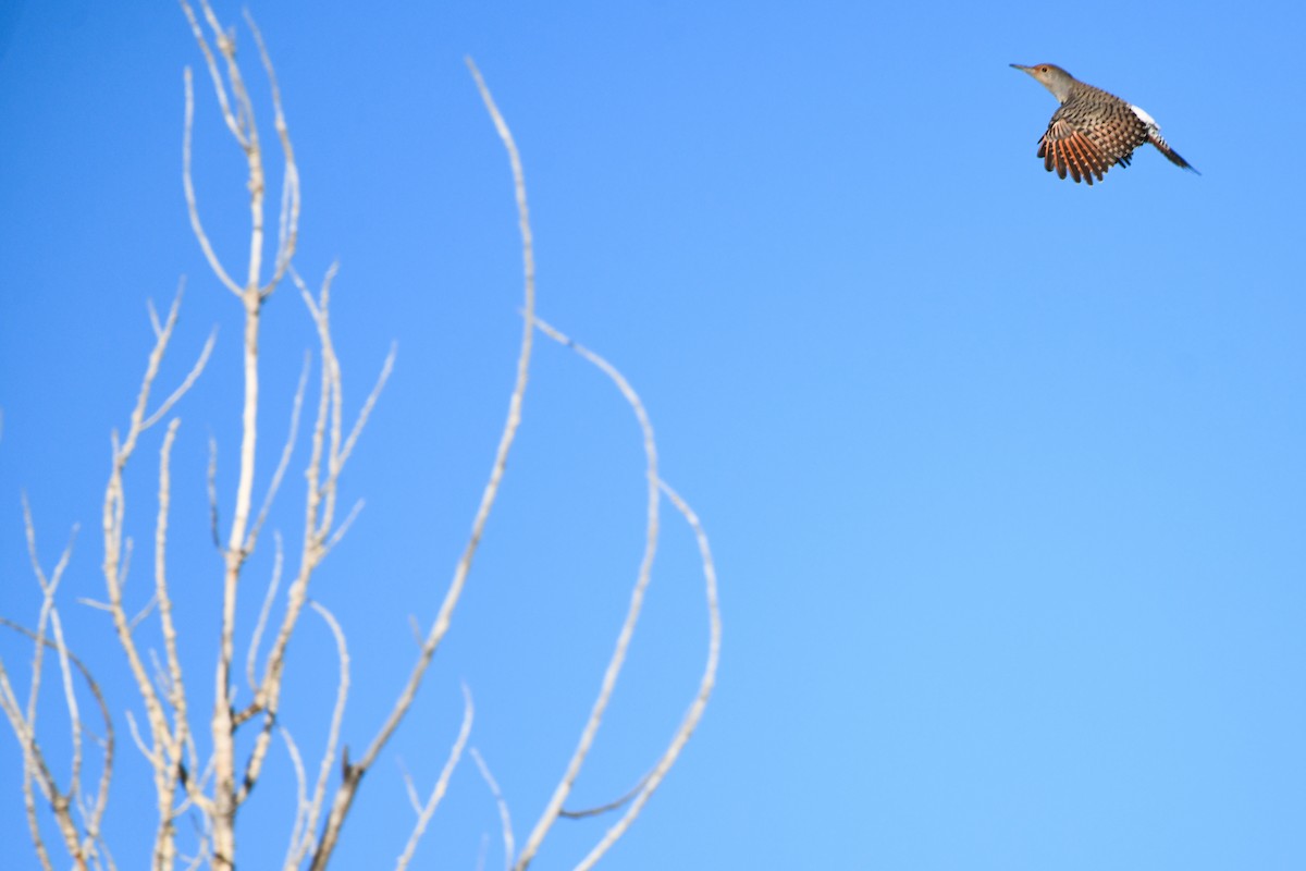 Northern Flicker (Red-shafted) - ML646753171