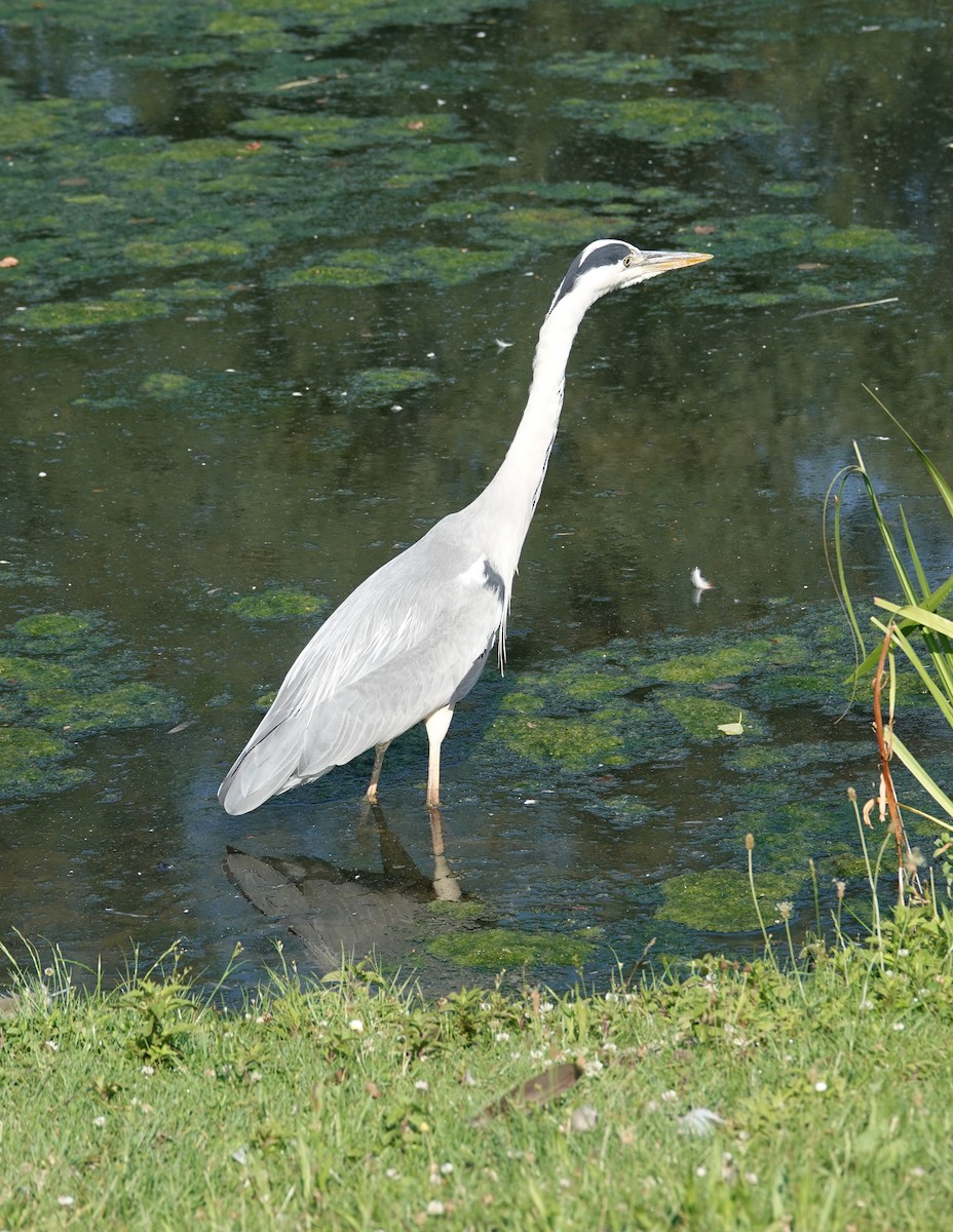 Gray Heron (Gray) - ML646753172