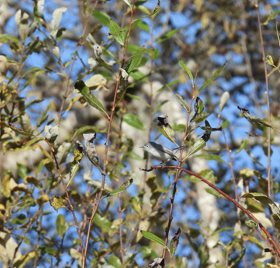 Blue-gray Gnatcatcher - ML646753173