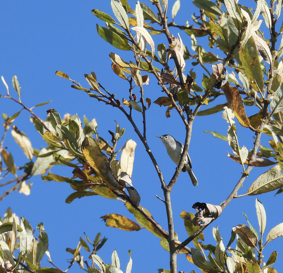 Blue-gray Gnatcatcher - ML646753174