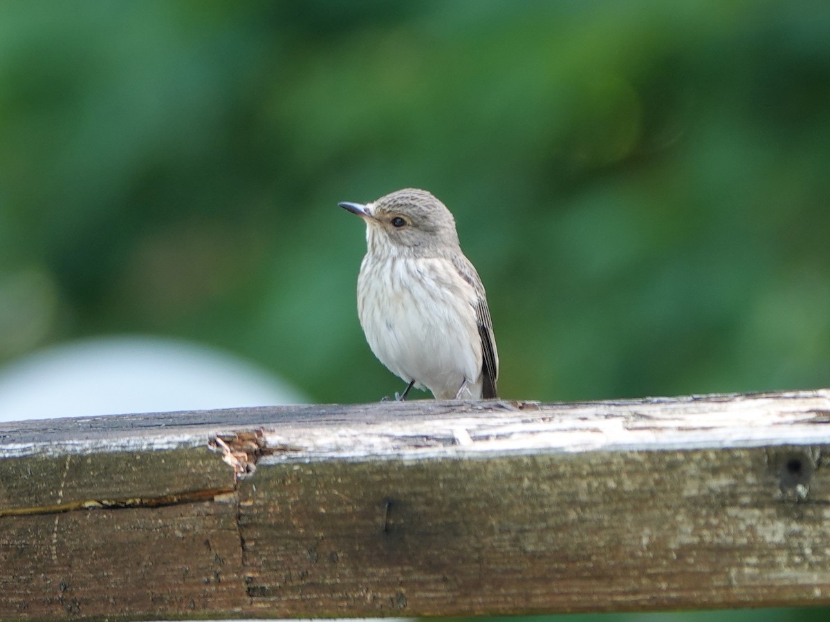 Spotted Flycatcher (Spotted) - ML646753179