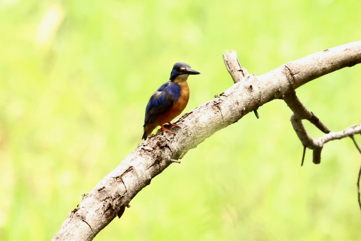 Azure Kingfisher - ML646753180