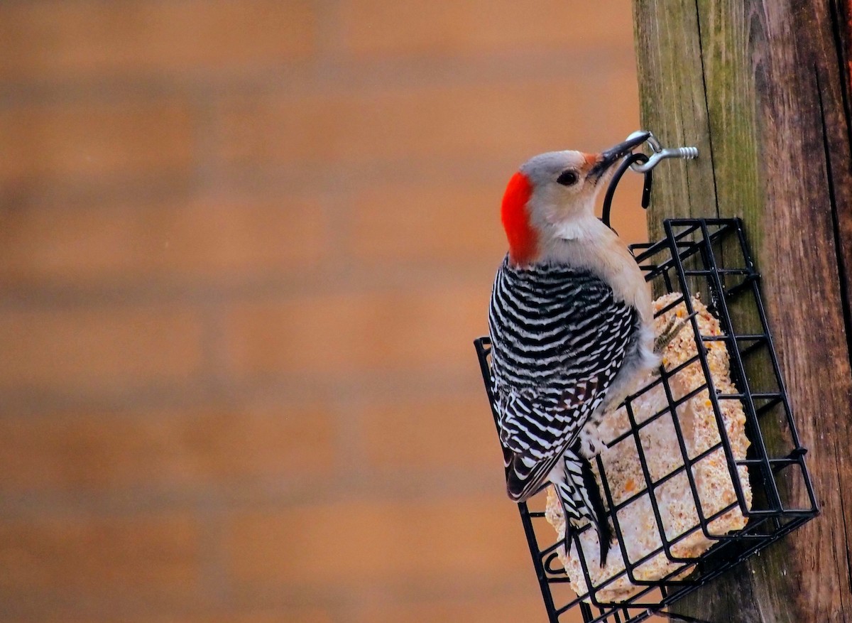 Red-bellied Woodpecker - ML646753181
