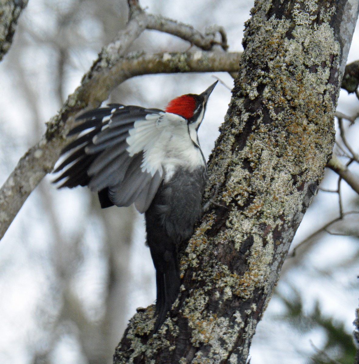 Helmspecht - ML646753182