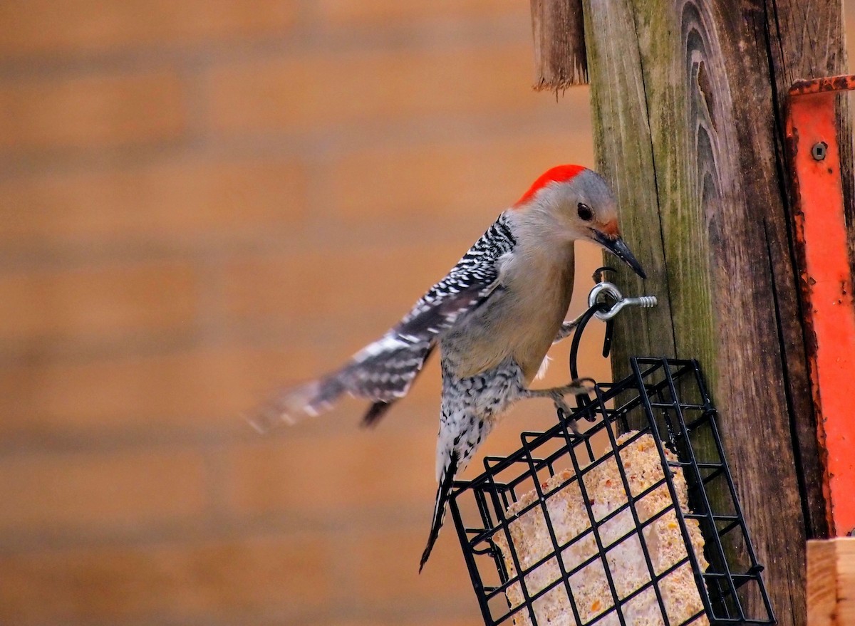 Red-bellied Woodpecker - ML646753183