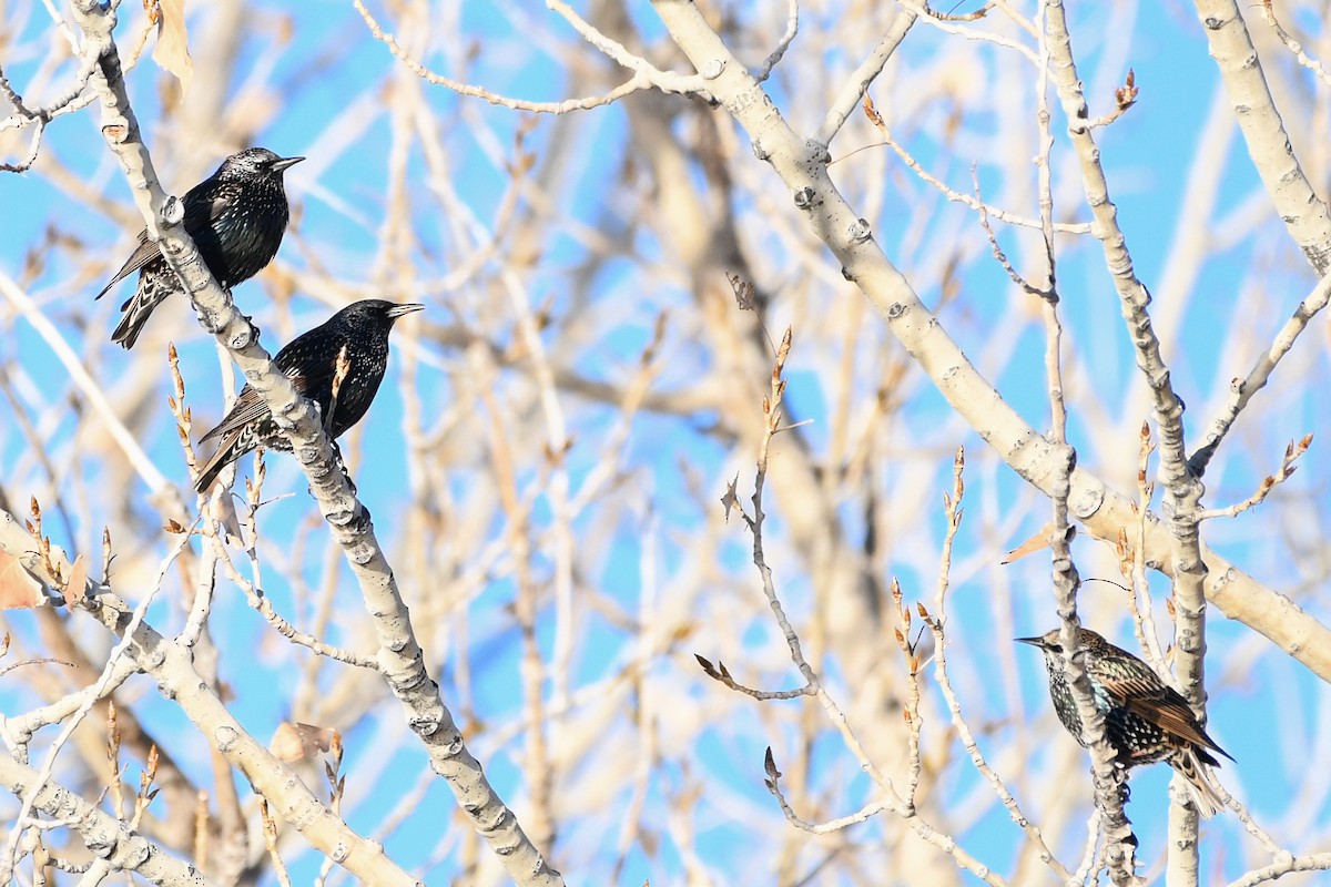 Arabazozo pikarta - ML646753184