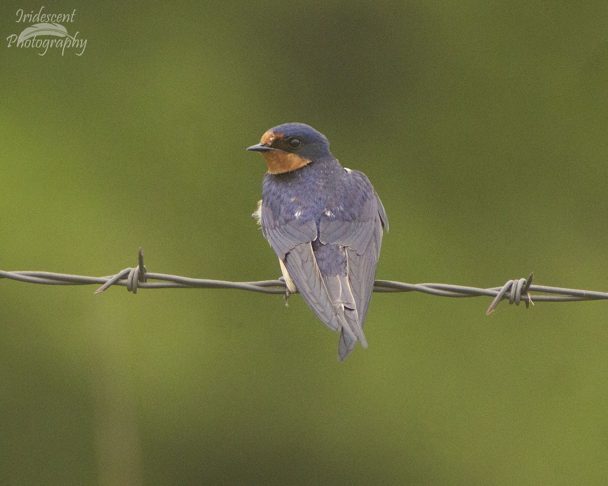 Ластівка сільська - ML646753185