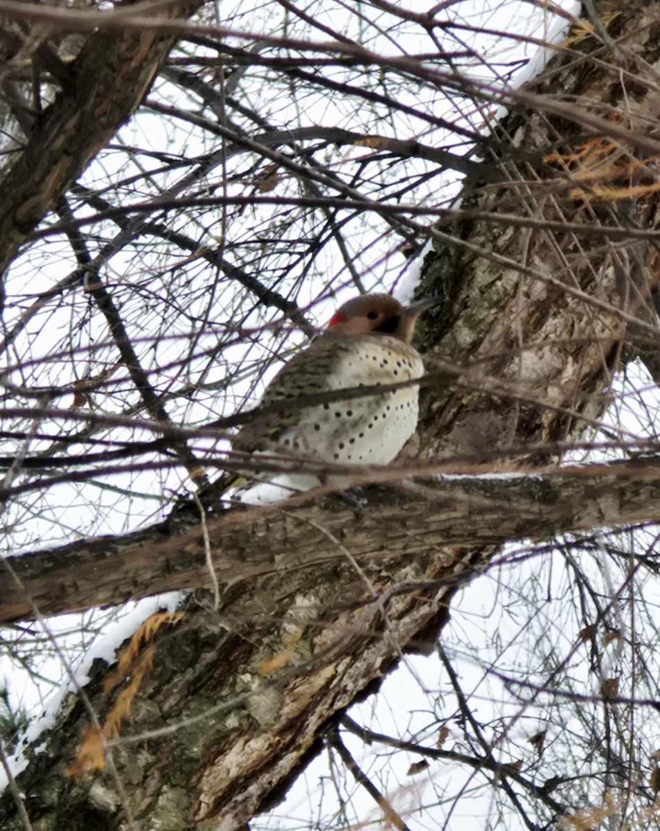 Altın Ağaçkakan (auratus/luteus) - ML646753186