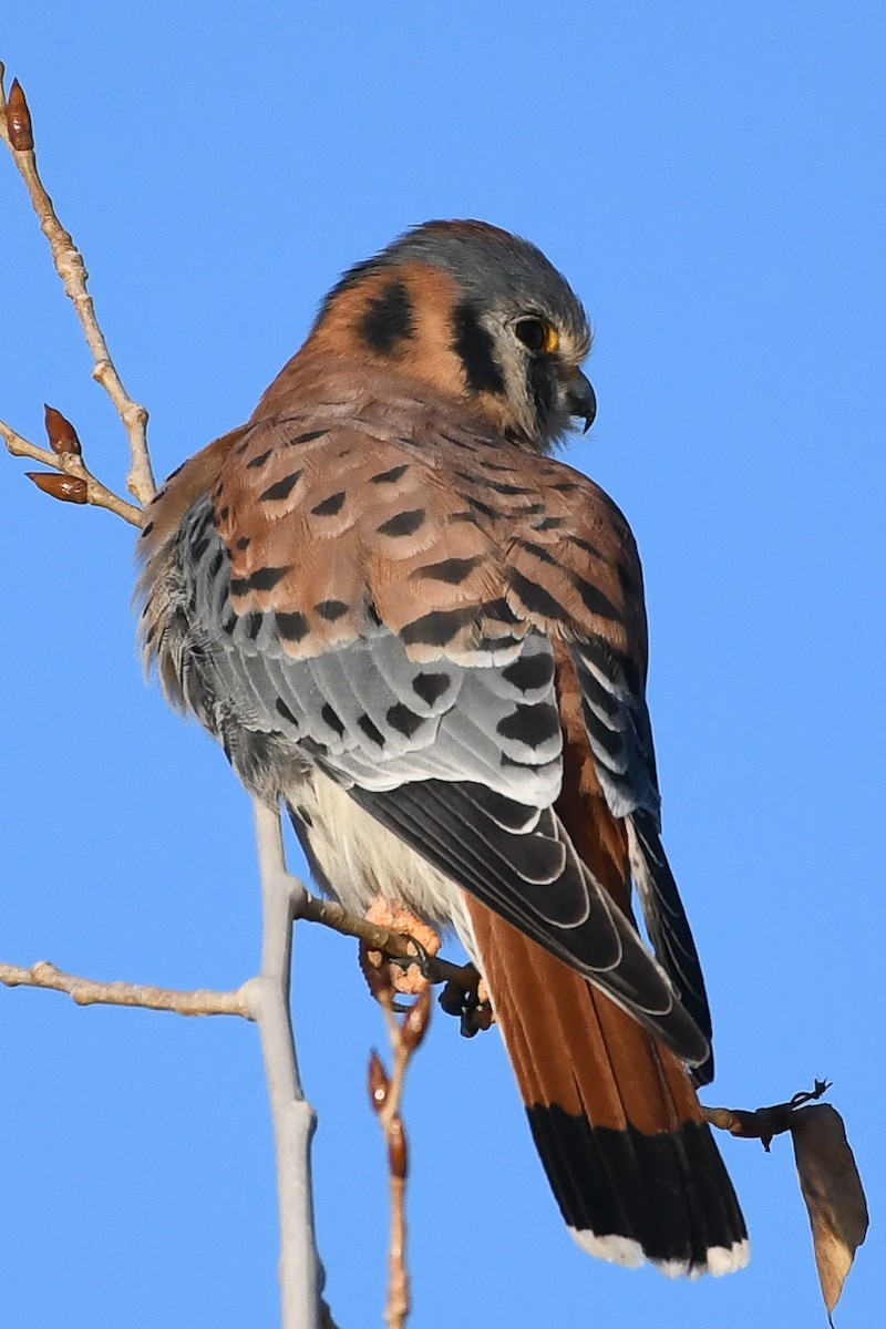 Belatz amerikarra - ML646753190