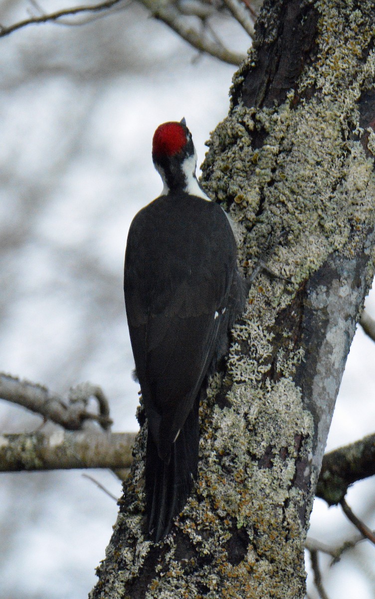 Helmspecht - ML646753191