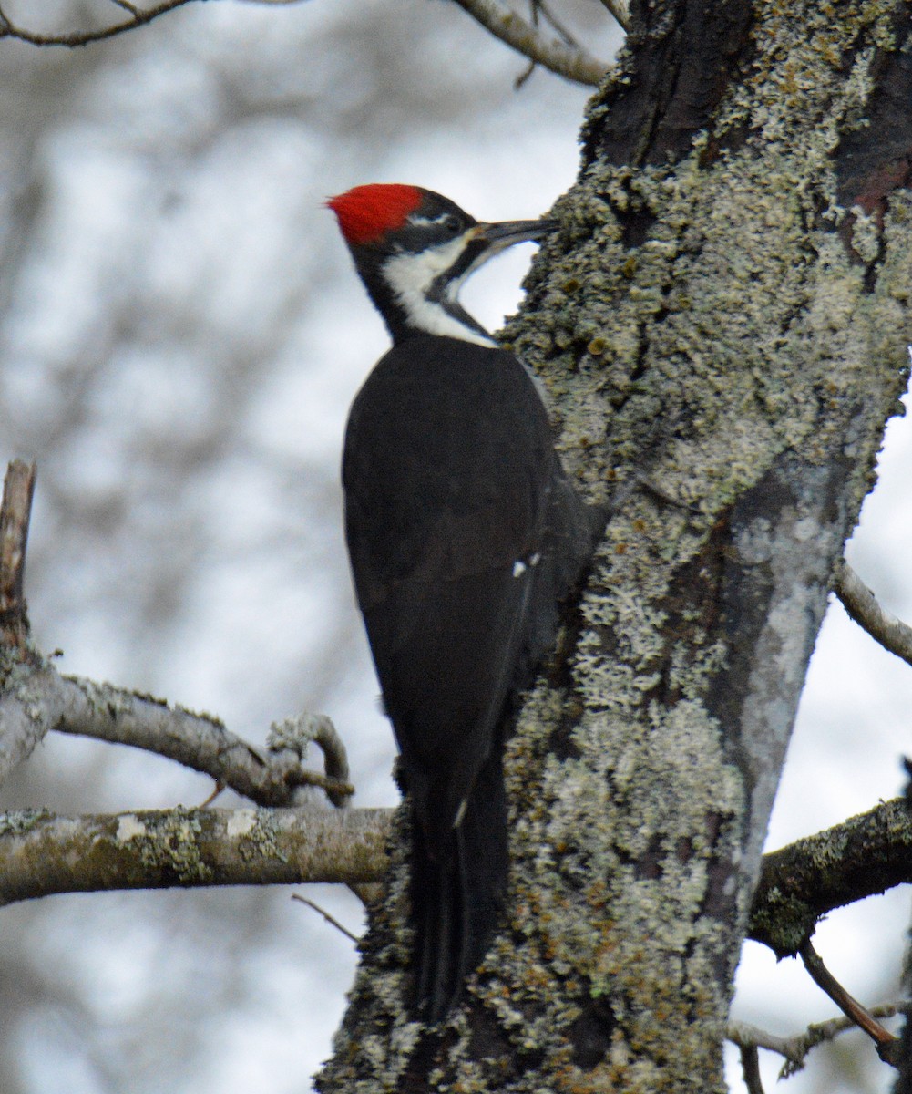 Helmspecht - ML646753192