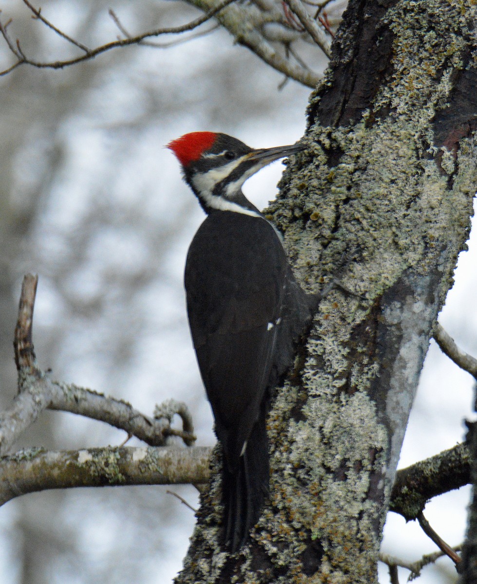 Helmspecht - ML646753193