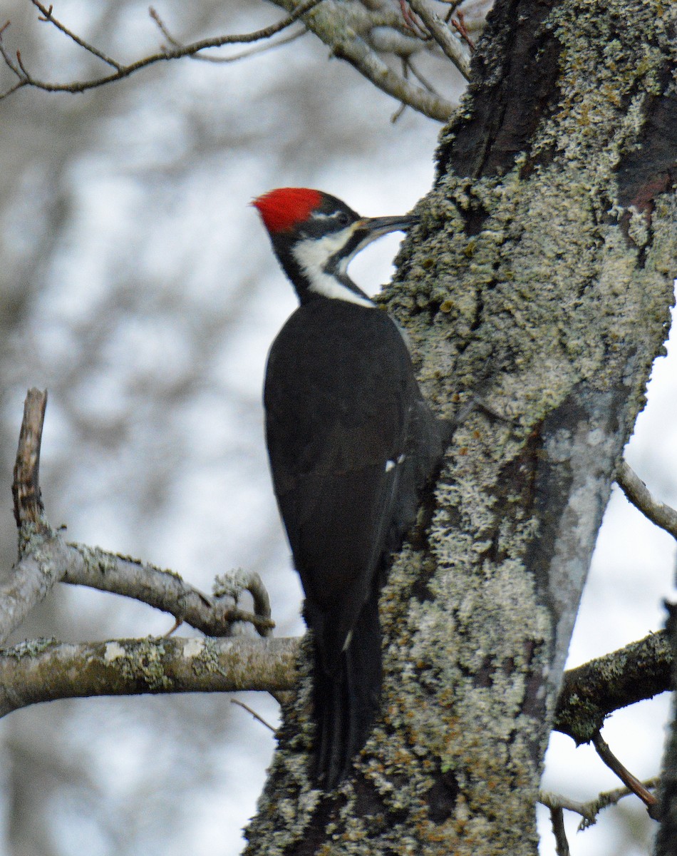 Helmspecht - ML646753194