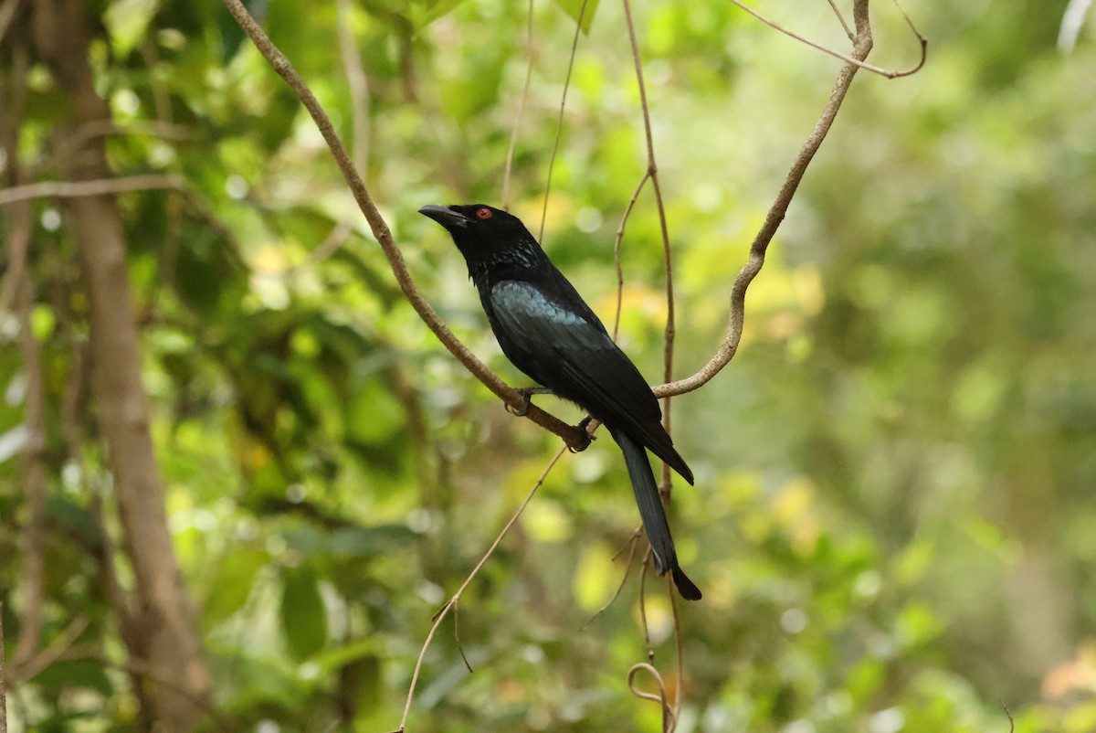 Spangled Drongo - ML646753195