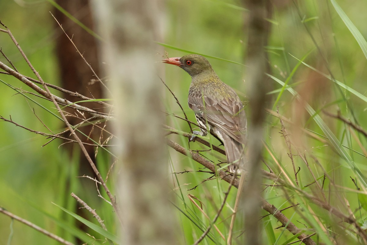 Olive-backed Oriole - ML646753197