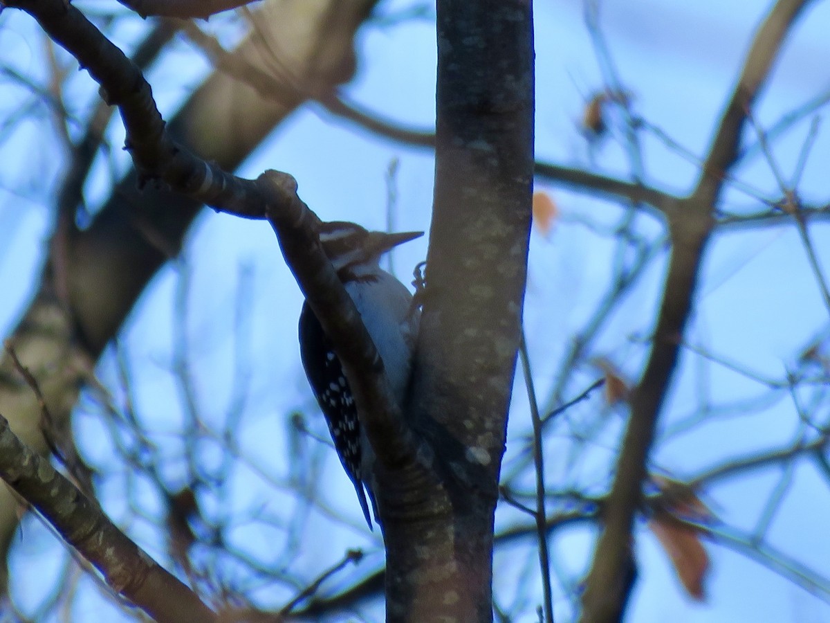 Haarspecht - ML646753207