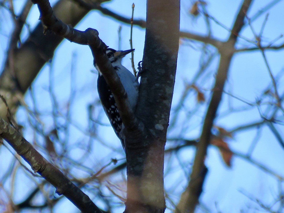 Haarspecht - ML646753208