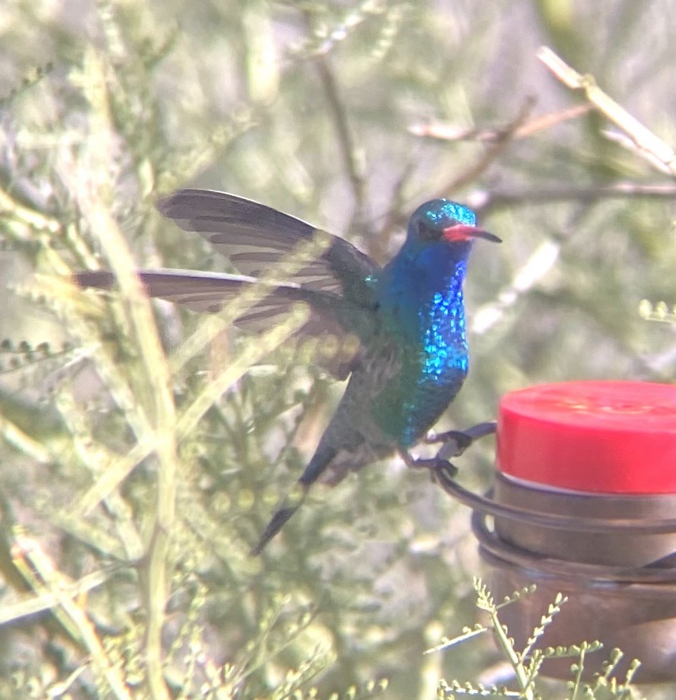 Broad-billed Hummingbird - ML646753211