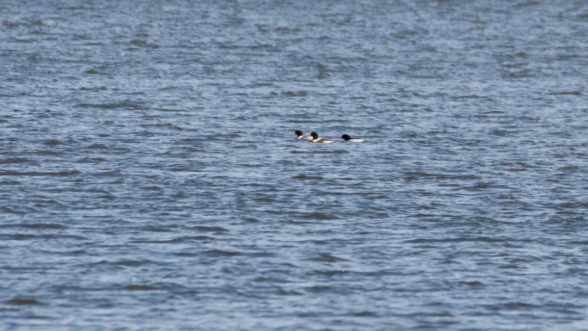 morčák velký - ML646753212