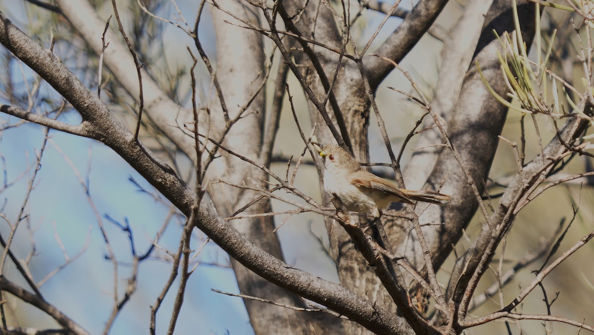 Inland Thornbill - ML646753214