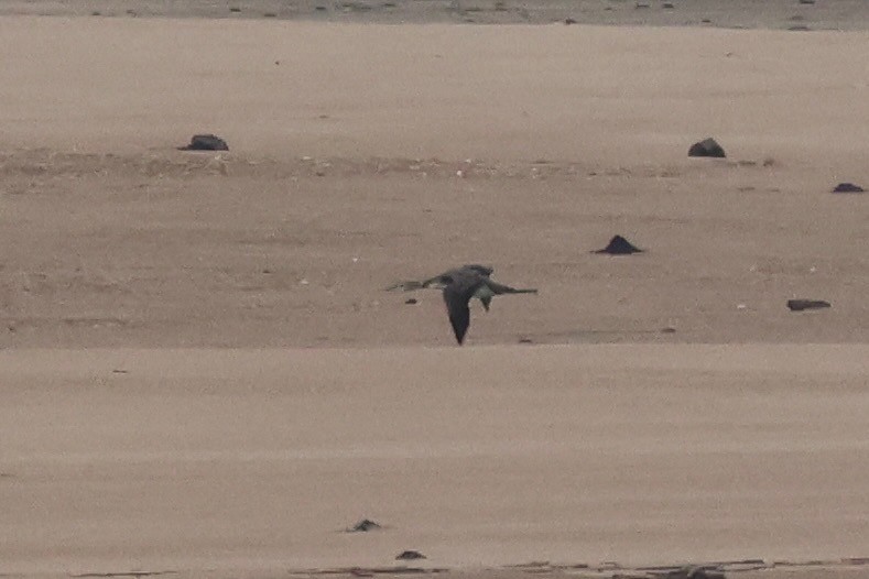 Common Loon - ML646753215