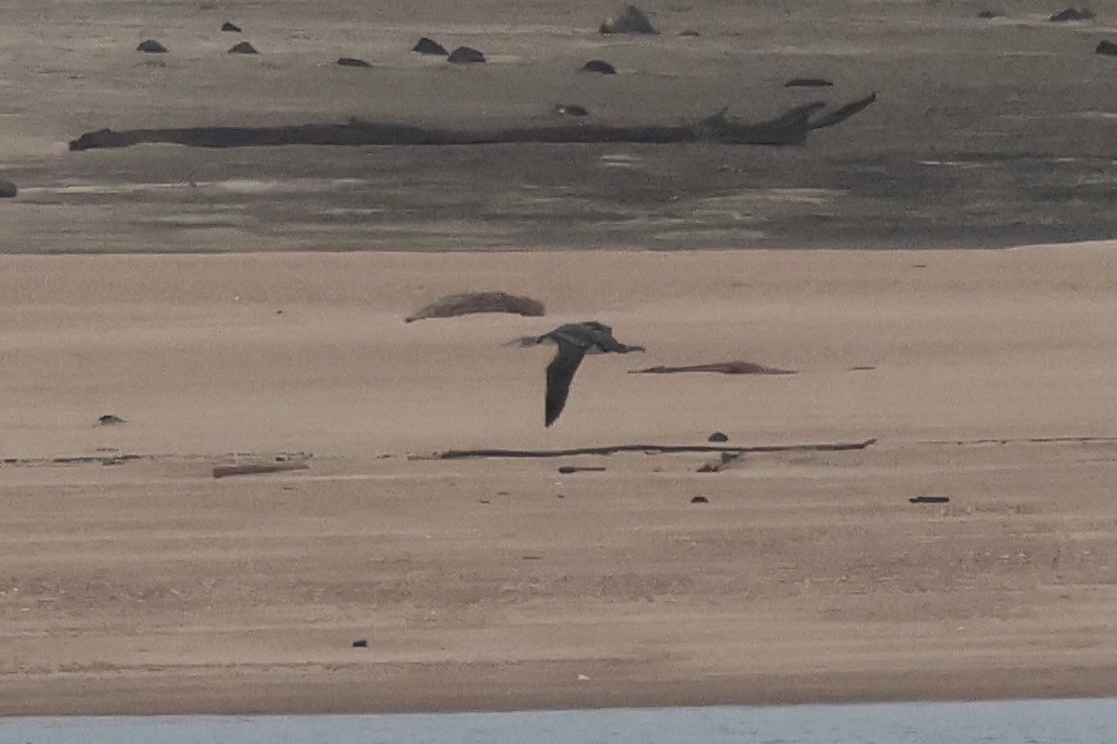 Common Loon - ML646753216