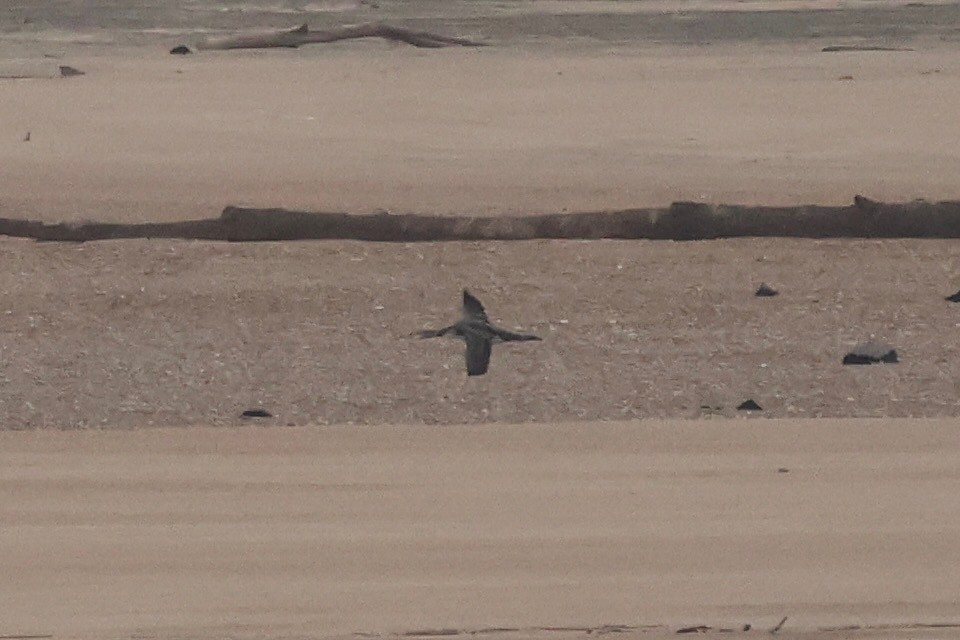 Common Loon - ML646753217