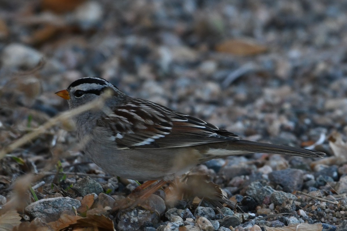 White-crowned Sparrow - ML646753218