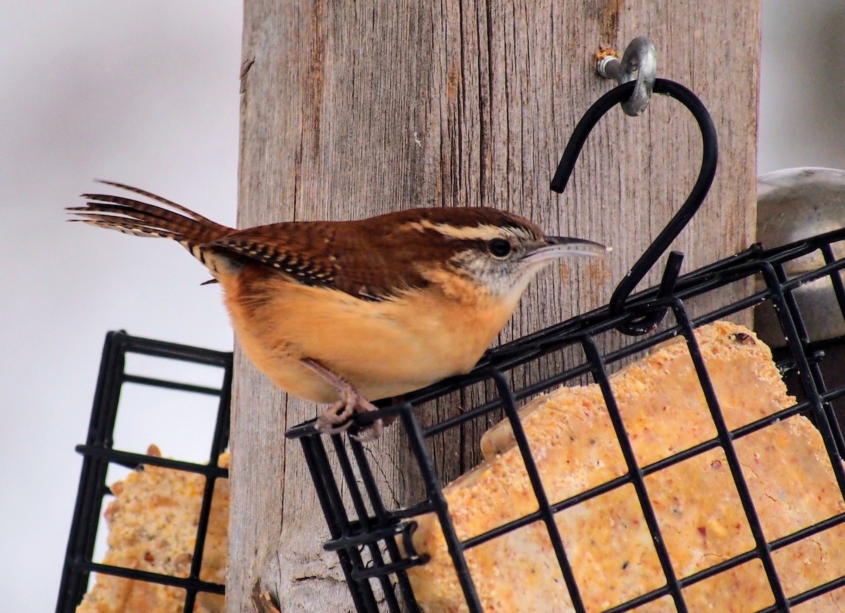 Carolina Wren - ML646753219