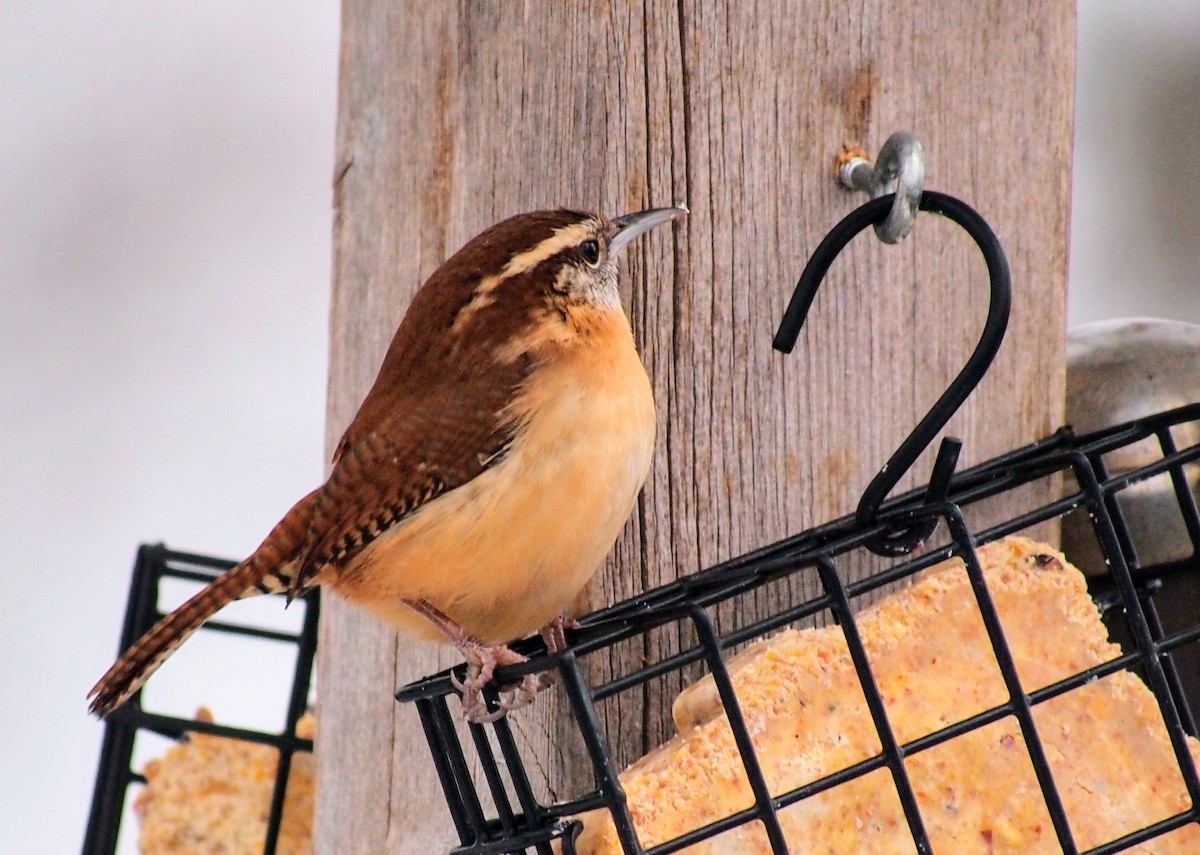 Carolina Wren - ML646753220